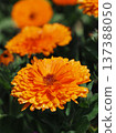 Calendula officinalis (Calendula officinalis) 137388050