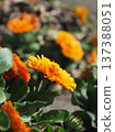 Calendula officinalis (Calendula officinalis) 137388051