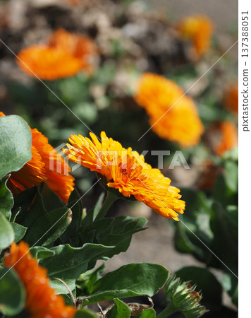 金盞花 (Calendula officinalis) 金盞花 (Calendula officinalis) 137388051