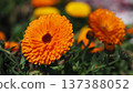 Calendula officinalis (Calendula officinalis) 137388052