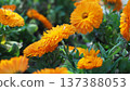Calendula officinalis (Calendula officinalis) 137388053