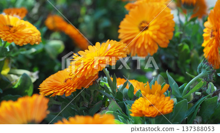 Calendula officinalis (Calendula officinalis) 137388053