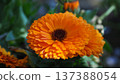 Calendula officinalis (Calendula officinalis) 137388054