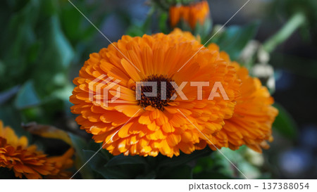 Calendula officinalis (Calendula officinalis) Calendula officinalis (Calendula officinalis) 137388054