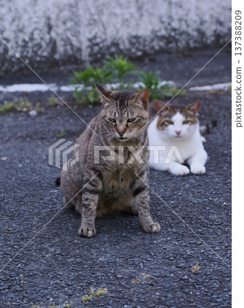 Friendly local cats 137388209
