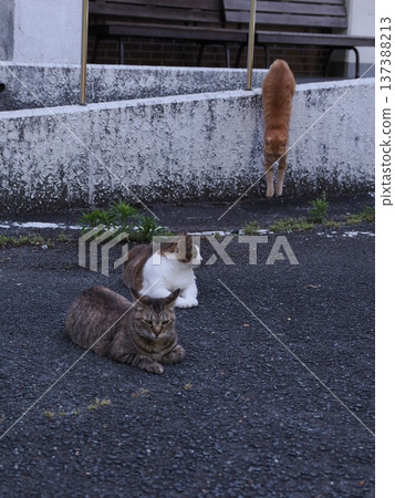 Friendly local cats Friendly local cats 137388213