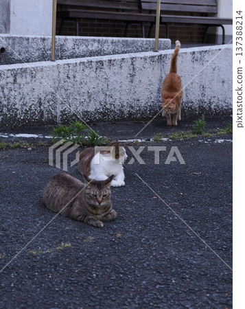 Friendly local cats 137388214