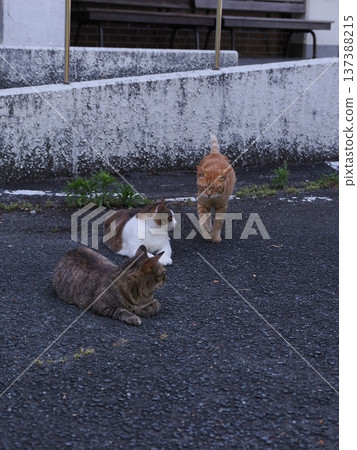 Friendly local cats Friendly local cats 137388215