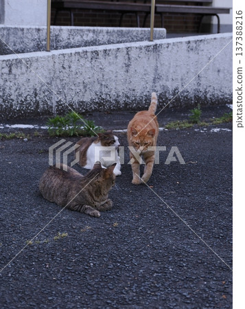 Friendly local cats Friendly local cats 137388216