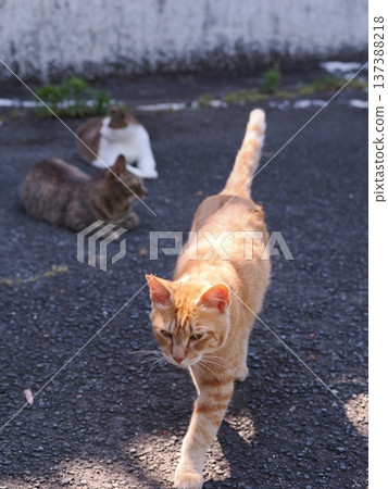 Friendly local cats Friendly local cats 137388218
