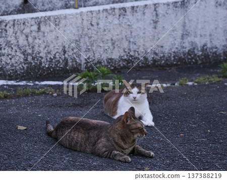 Friendly local cats Friendly local cats 137388219