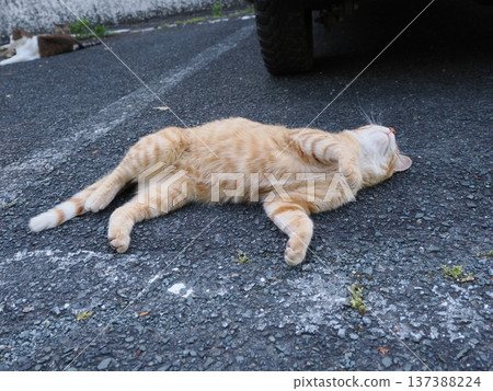 Friendly local cats Friendly local cats 137388224