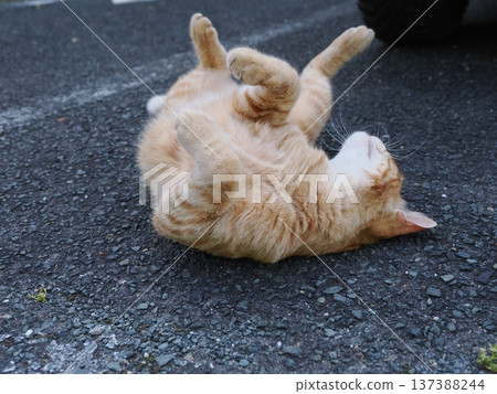 Friendly local cats Friendly local cats 137388244