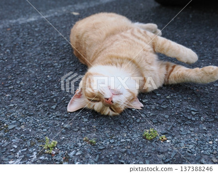 Friendly local cats 137388246