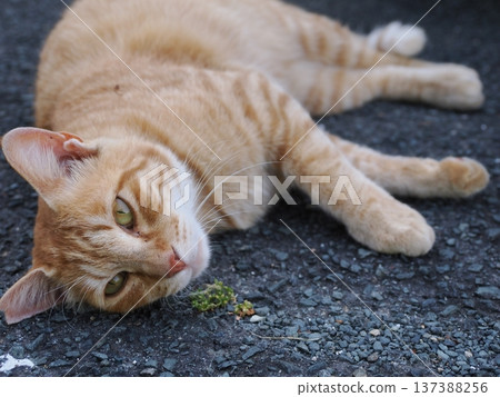 Friendly local cats 137388256