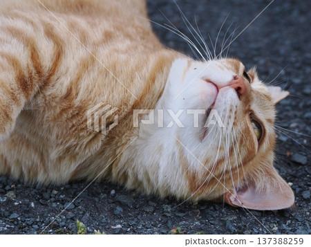 Friendly local cats Friendly local cats 137388259