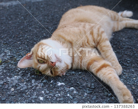 Friendly local cats Friendly local cats 137388263