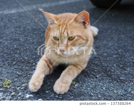 Friendly local cats 137388264
