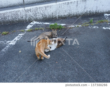 Friendly local cats 137388266