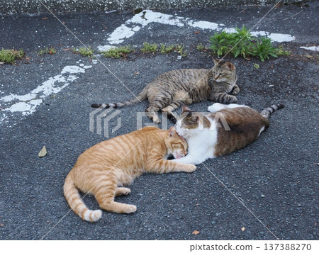 Friendly local cats Friendly local cats 137388270