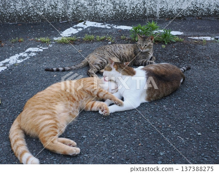 Friendly local cats 137388275