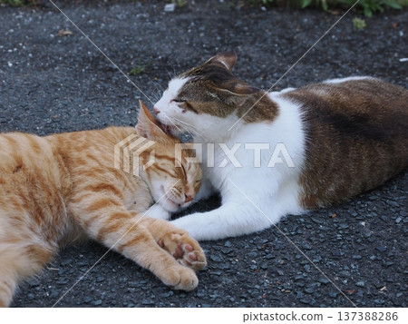 Friendly local cats Friendly local cats 137388286