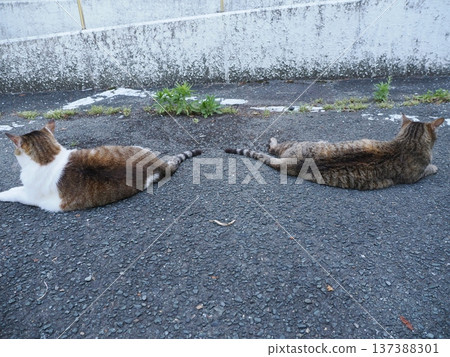 Friendly local cats Friendly local cats 137388301