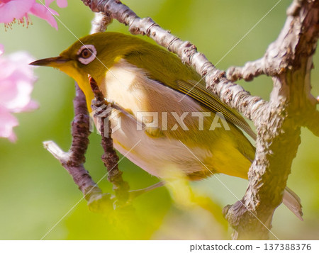 一隻繡眼鳥棲息在櫻花上:這種野生鳥類象徵日本的春天。 一隻繡眼鳥棲息在櫻花上:這種野生鳥類象徵日本的春天。 137388376