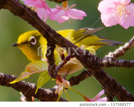 A Japanese white-eye perched on a cherry blossom: a wild bird symbolizing spring in Japan 137388377