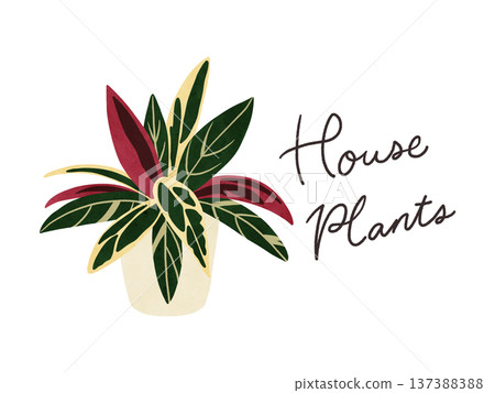 Houseplants and potted Stromanthe Triostar watercolor hand-drawn illustration 137388388
