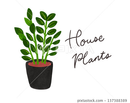 Houseplants and potted Zamioculcas watercolor hand-drawn illustration Houseplants and potted Zamioculcas watercolor hand-drawn illustration 137388389
