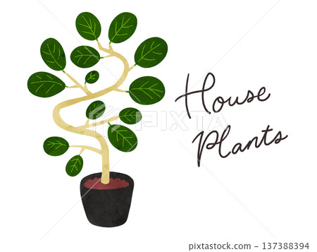 室內植物與盆栽榕樹(Ficus benghalensis)水彩手繪插圖 室內植物與盆栽榕樹(Ficus benghalensis)水彩手繪插圖 137388394
