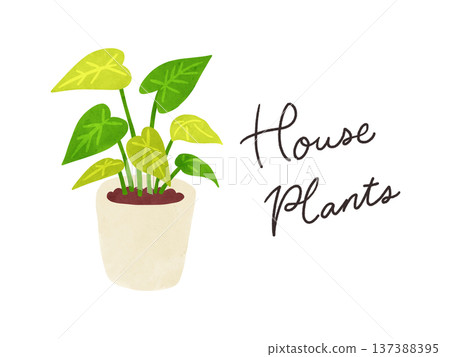 Houseplants and Syngonium potted plants watercolor hand-drawn illustration 137388395