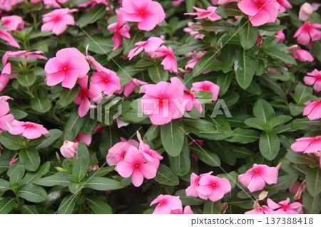 Vinca Cola Deep Strawberry 4 Vinca Cola Deep Strawberry 4 137388418
