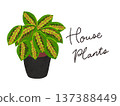 Houseplants and potted maranta watercolor hand-drawn illustration 137388449