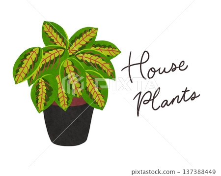 Houseplants and potted maranta watercolor hand-drawn illustration Houseplants and potted maranta watercolor hand-drawn illustration 137388449