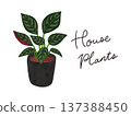 Houseplants and potted Calathea sanderiana watercolor hand-drawn illustration 137388450