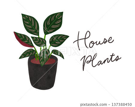 室內植物與盆栽竹芋(Calathea sanderiana)水彩手繪插圖 室內植物與盆栽竹芋(Calathea sanderiana)水彩手繪插圖 137388450