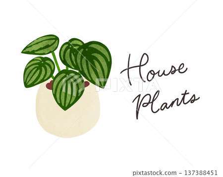 室內植物和盆栽椒草(Peperomia sandersii)水彩手繪插圖 室內植物和盆栽椒草(Peperomia sandersii)水彩手繪插圖 137388451