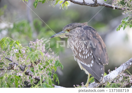 Great blue heron Great blue heron 137388719