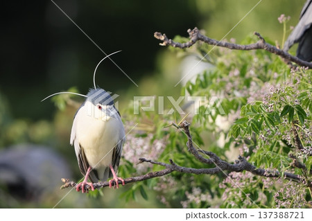 Great blue heron 137388721