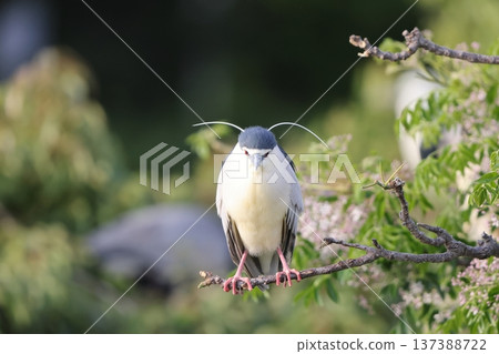 Great blue heron Great blue heron 137388722