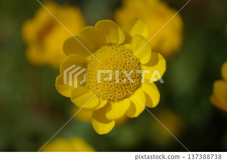 菊花 菊花 137388738