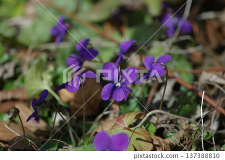 香紫羅蘭花 137388810