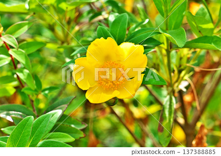 Yellow pheasant flower (summer, June) Yellow pheasant flower (summer, June) 137388885