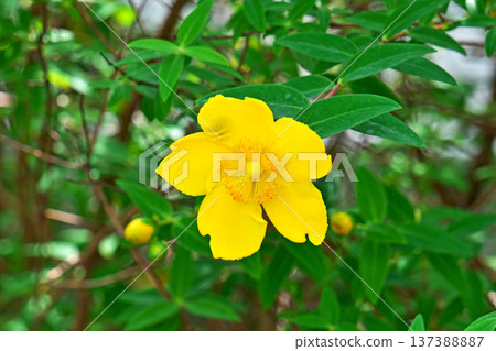 Yellow pheasant flower (summer, June) Yellow pheasant flower (summer, June) 137388887