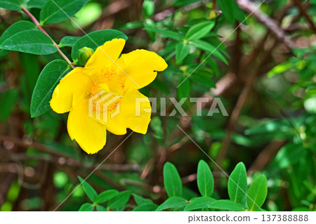 黃雉花(夏季、六月) 黃雉花(夏季、六月) 137388888