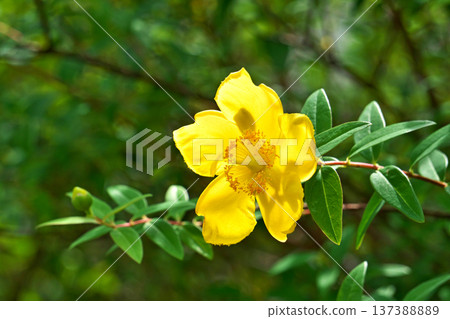 Yellow pheasant flower (summer, June) Yellow pheasant flower (summer, June) 137388889