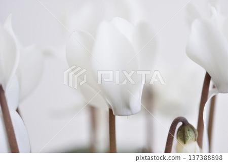 花園仙客來 花園仙客來 137388898