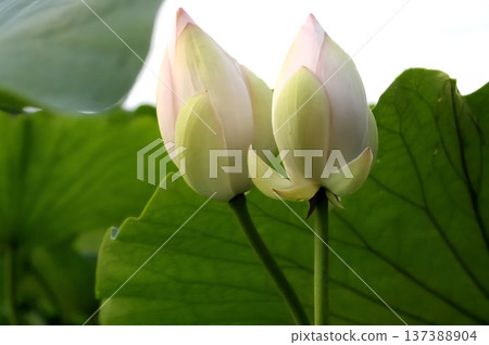 Lotus flower buds and petals with fallen leaves Lotus flower buds and petals with fallen leaves 137388904